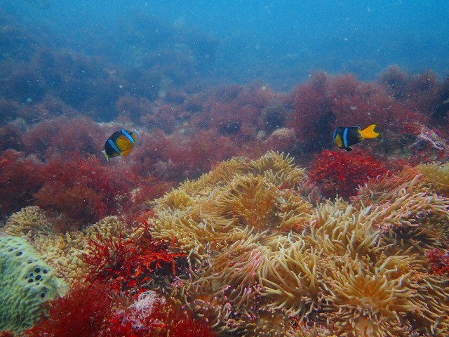 イソギンチャクとクマノミ