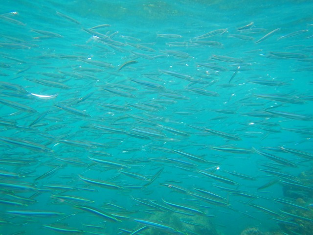 イワシの群れ