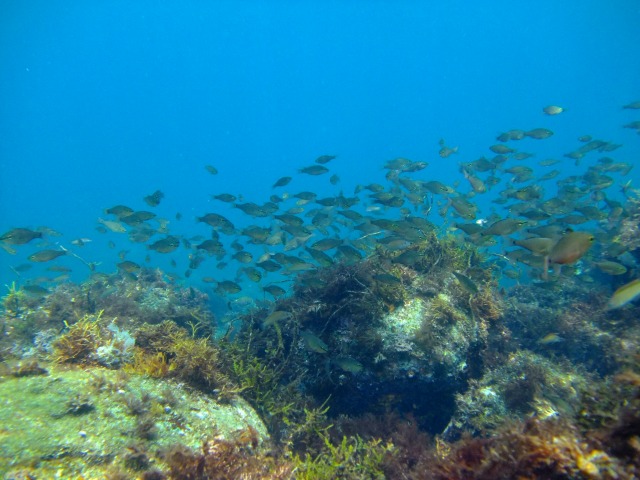 クロホシイシモチ