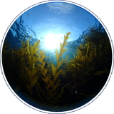 シュノーケリングイメージ